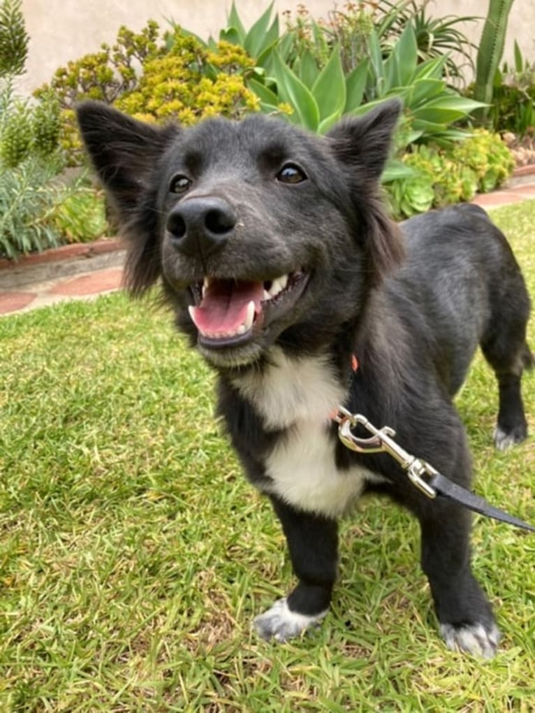 Yogi, a Japanese or Korean Village Dog tested with EmbarkVet.com