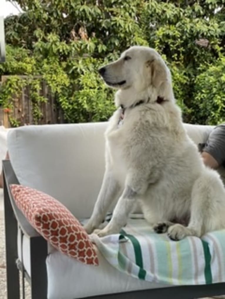 Falkor, a Great Pyrenees and Great Dane mix tested with EmbarkVet.com