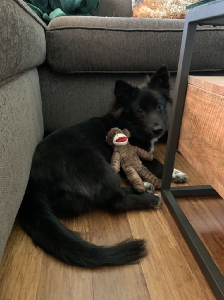 Yogi, a Japanese or Korean Village Dog tested with EmbarkVet.com