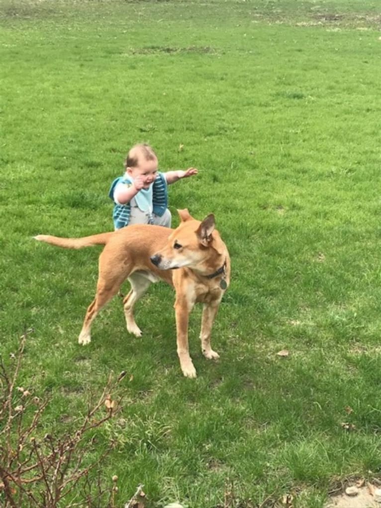 Rocco, an Australian Cattle Dog and American Pit Bull Terrier mix tested with EmbarkVet.com