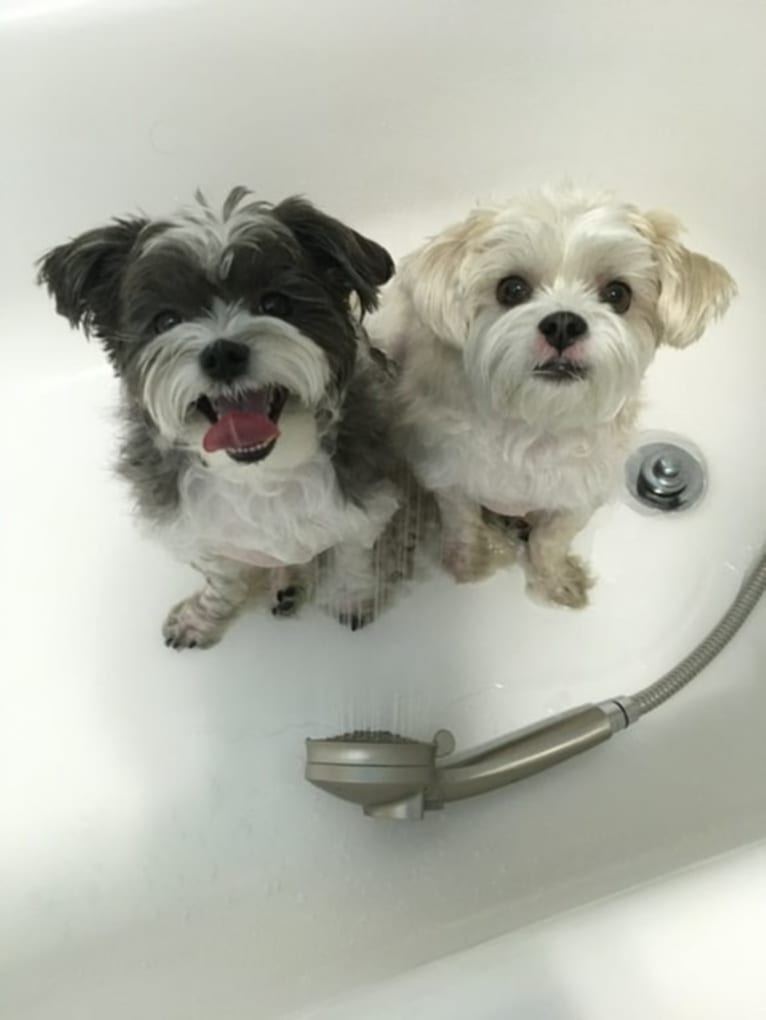 Booger, a Maltese and Shih Tzu mix tested with EmbarkVet.com