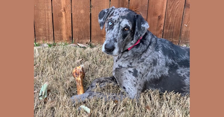 Jelly Bean, a Catahoula Leopard Dog and Golden Retriever mix tested with EmbarkVet.com