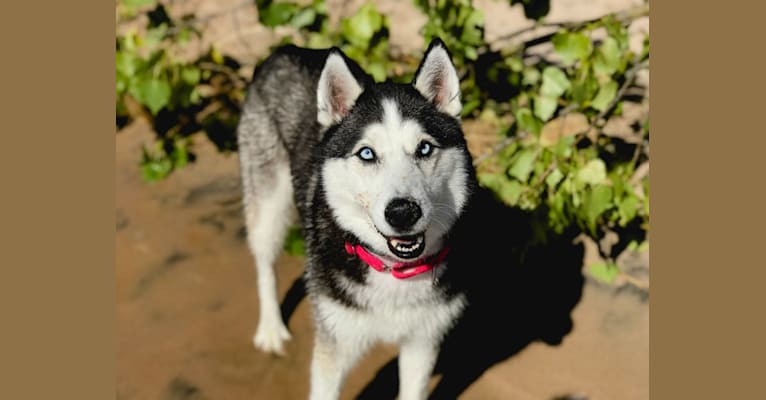 Azura, a Siberian Husky tested with EmbarkVet.com