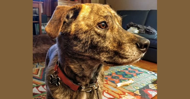 Roadie, a Labrador Retriever and Rottweiler mix tested with EmbarkVet.com