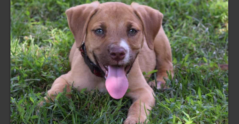 Bandit, a Labrador Retriever and American Pit Bull Terrier mix tested with EmbarkVet.com