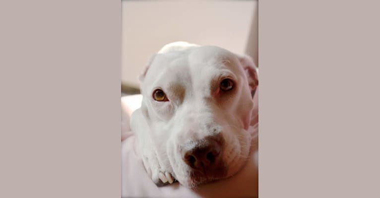 Louisiana, an American Pit Bull Terrier and American Bulldog mix tested with EmbarkVet.com