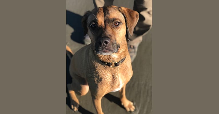 embark dog dna test breed