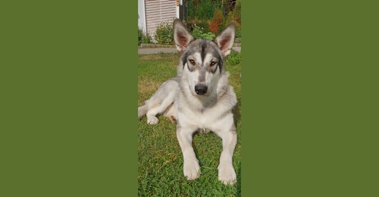 My Wolfdogs Kinder "Nuttu" a dog tested with EmbarkVet.com