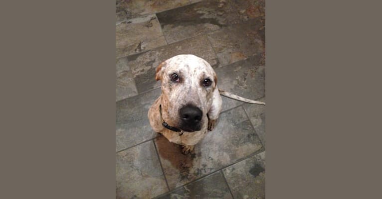 Coby, an American Pit Bull Terrier and Bluetick Coonhound mix tested with EmbarkVet.com