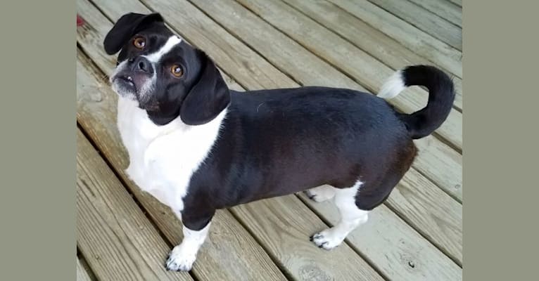 Ellie, a Beagle and Chihuahua mix tested with EmbarkVet.com