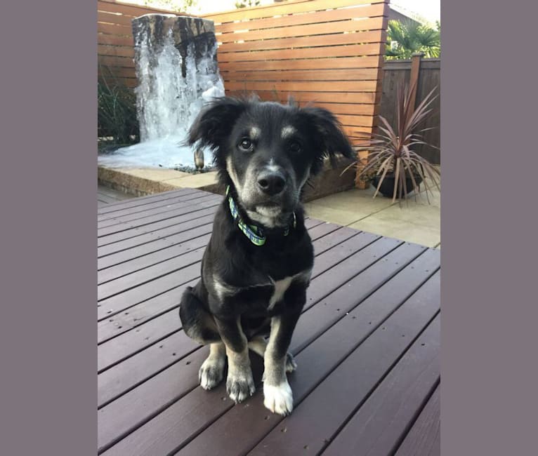 Border collie shar pei hotsell