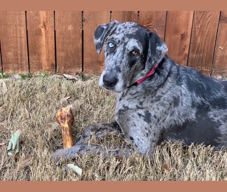 Golden retriever catahoula leopard dog mix outlet