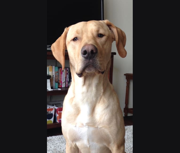 Walter, a Labrador Retriever and American Pit Bull Terrier mix tested with EmbarkVet.com