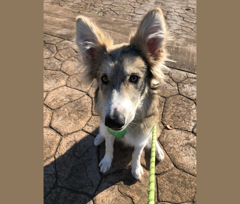 Zeus, a Border Collie and Alaskan Malamute mix tested with EmbarkVet.com