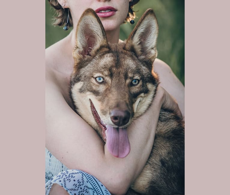 Kira, a German Shepherd Dog and Siberian Husky mix tested with EmbarkVet.com