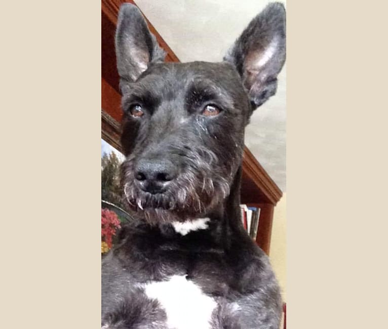 Schnauzer bull terrier mix best sale
