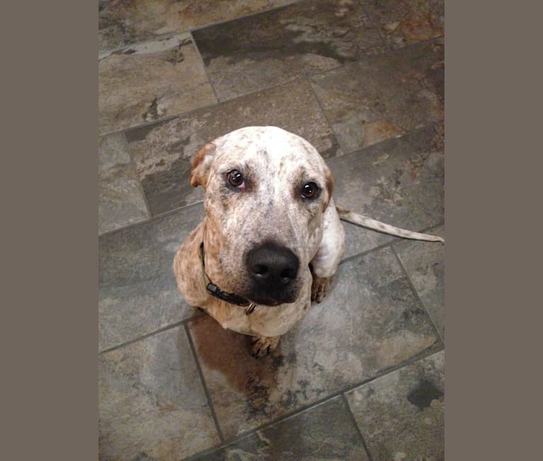 Blue tick hound and pitbull mix sales