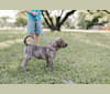 Pepper, an American Pit Bull Terrier and Labrador Retriever mix tested with EmbarkVet.com