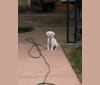 Lily, a Boston Terrier and Labrador Retriever mix tested with EmbarkVet.com