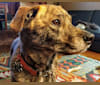 Photo of Roadie, a Labrador Retriever, Rottweiler, Siberian Husky, German Shepherd Dog, and Mixed mix in Pawnee, Oklahoma, USA