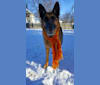 Karma, a German Shepherd Dog tested with EmbarkVet.com