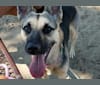 Valkyrie, a German Shepherd Dog and American Bulldog mix tested with EmbarkVet.com