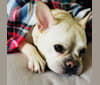 Libby, a French Bulldog tested with EmbarkVet.com