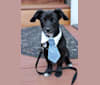 Baxter, a Chihuahua and Poodle (Small) mix tested with EmbarkVet.com