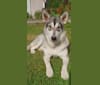 My Wolfdogs Kinder "Nuttu" a dog tested with EmbarkVet.com