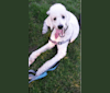 Champuli, a Poodle (Standard) tested with EmbarkVet.com