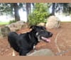 Timber, a German Shepherd Dog and Rottweiler mix tested with EmbarkVet.com