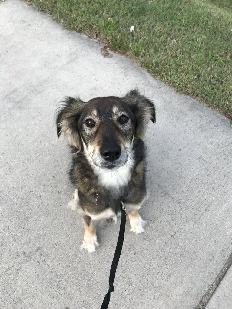 Mika, a Middle Eastern Village Dog tested with EmbarkVet.com