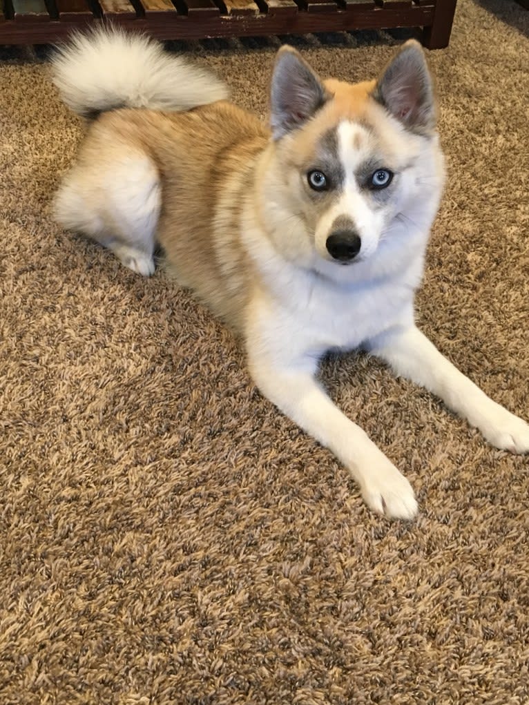 Kaia, a Pomsky tested with EmbarkVet.com