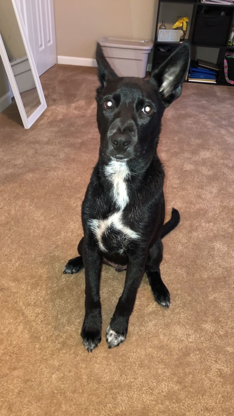 Sawyer, an American Pit Bull Terrier and Chow Chow mix tested with EmbarkVet.com