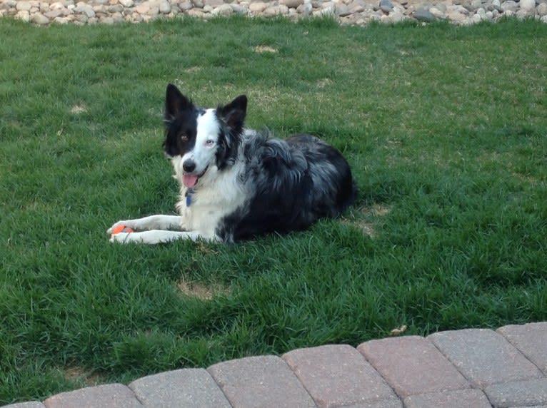 Patch, a Border Collie and Australian Shepherd mix tested with EmbarkVet.com