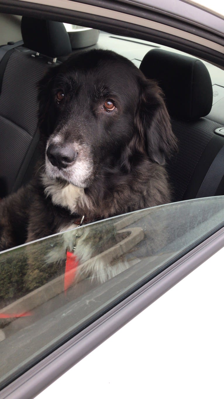 Molly, a Great Pyrenees and Labrador Retriever mix tested with EmbarkVet.com