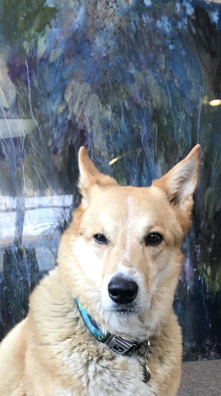 Fritz, a Chow Chow and Australian Cattle Dog mix tested with EmbarkVet.com