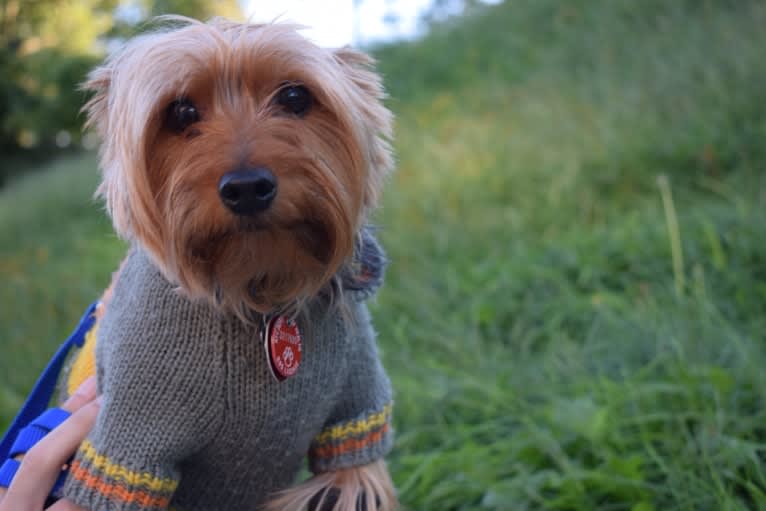 Bobbin Ray, a Yorkshire Terrier tested with EmbarkVet.com