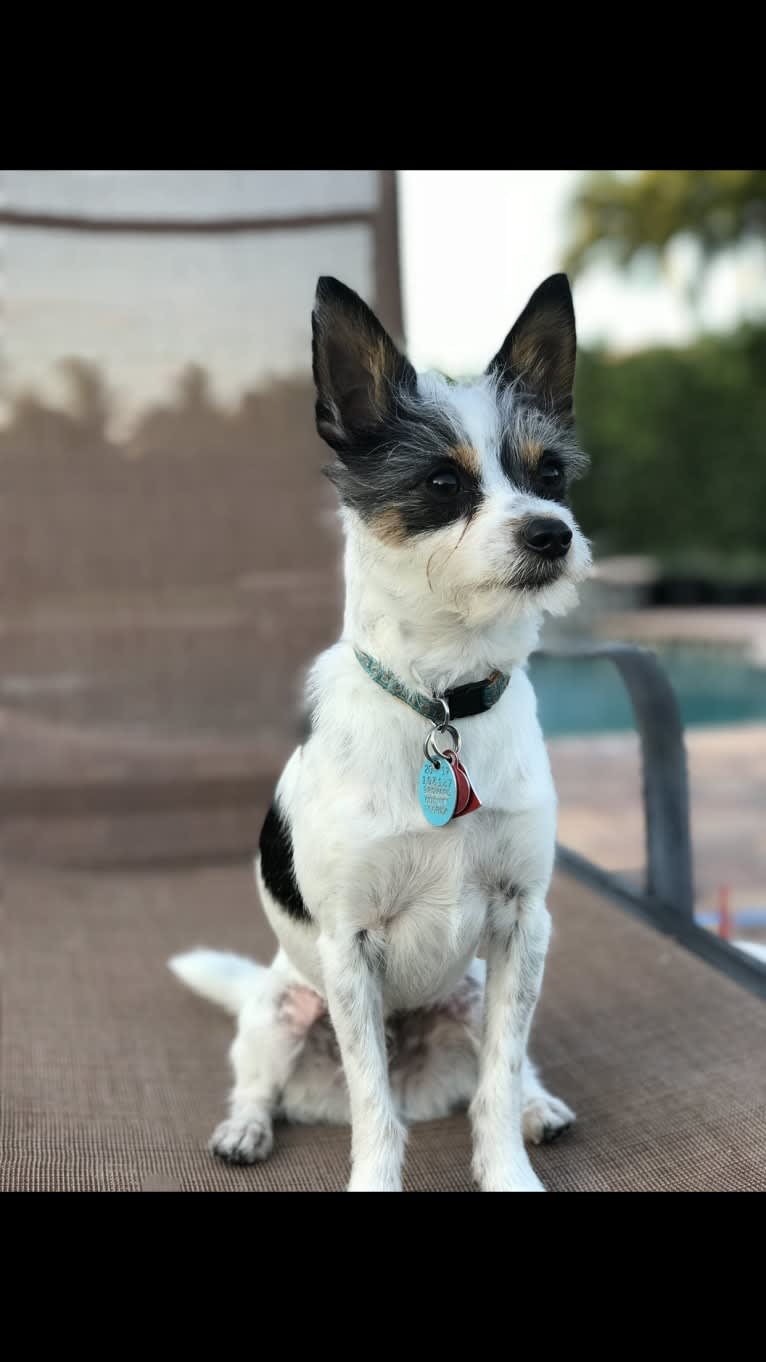 Milo, a Chihuahua and Shih Tzu mix tested with EmbarkVet.com
