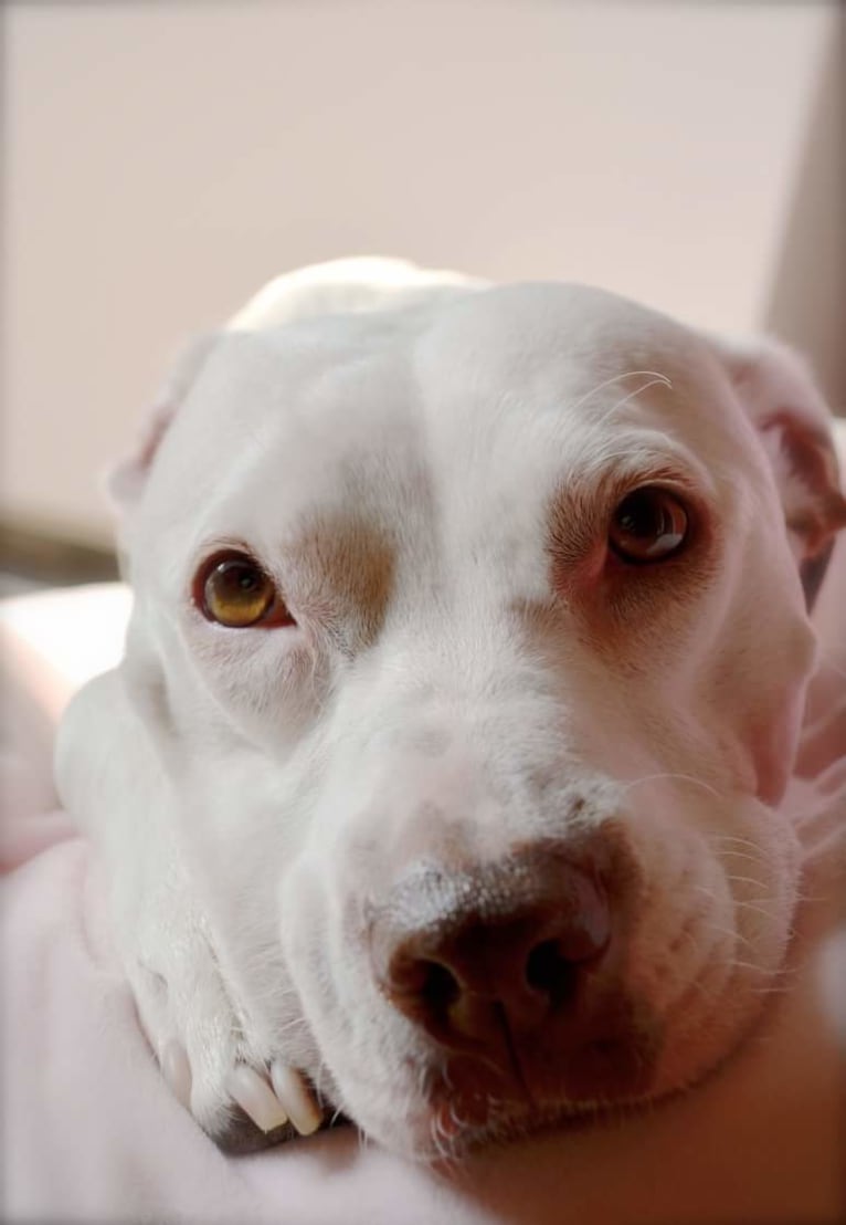 Louisiana, an American Pit Bull Terrier and American Bulldog mix tested with EmbarkVet.com