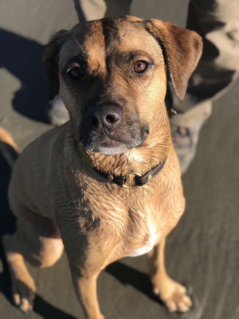 Piper, a Perro de Presa Canario and Rottweiler mix tested with EmbarkVet.com