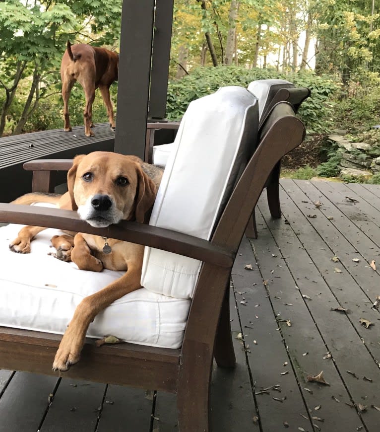 Charlie, an American Foxhound and Mountain Cur mix tested with EmbarkVet.com