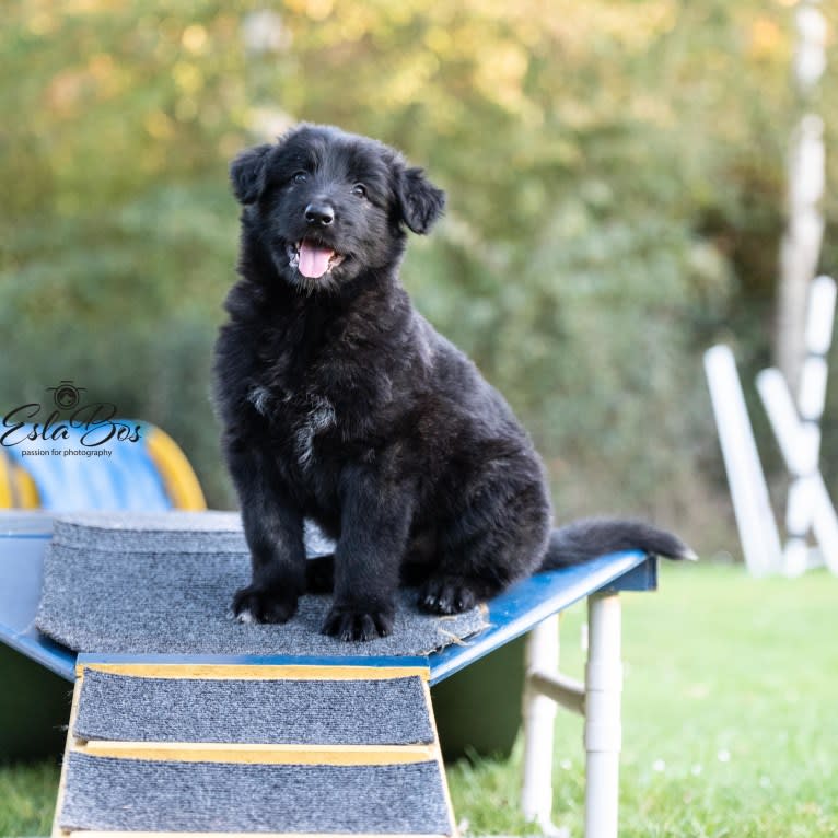 Hunter, a German Shepherd Dog and Irish Wolfhound mix tested with EmbarkVet.com