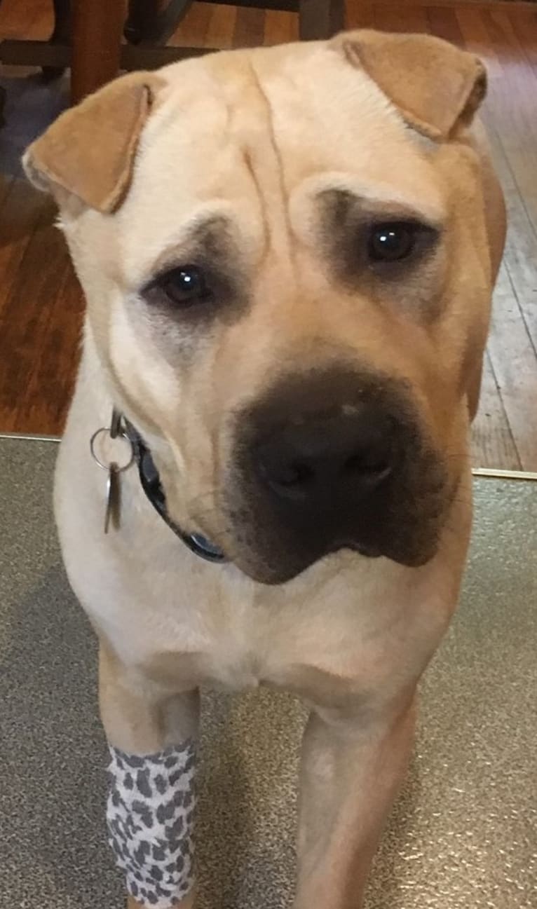 Wilson, a Chinese Shar-Pei and American Pit Bull Terrier mix tested with EmbarkVet.com