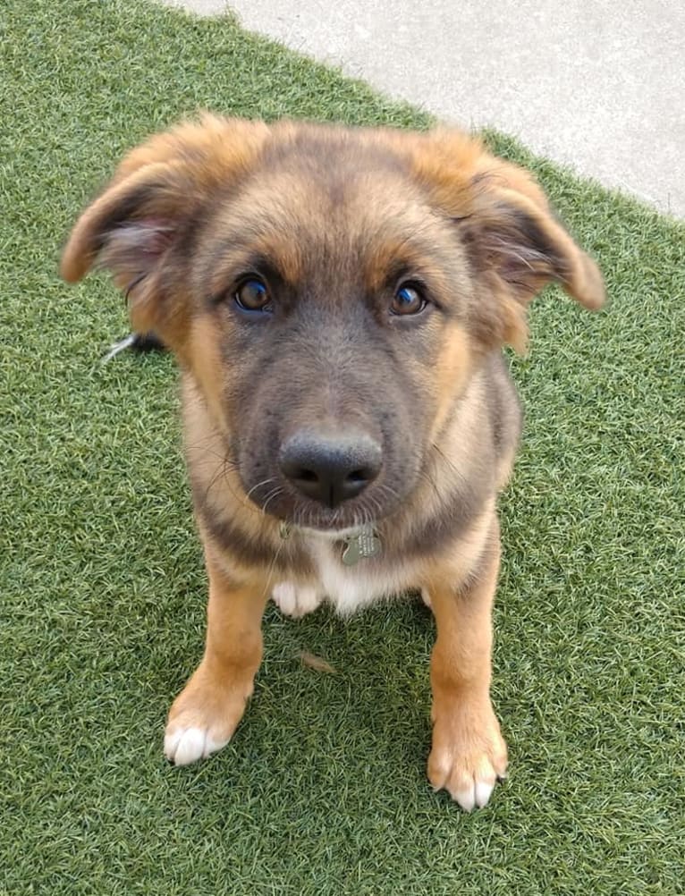 Woody, an Australian Shepherd and German Shepherd Dog mix tested with EmbarkVet.com