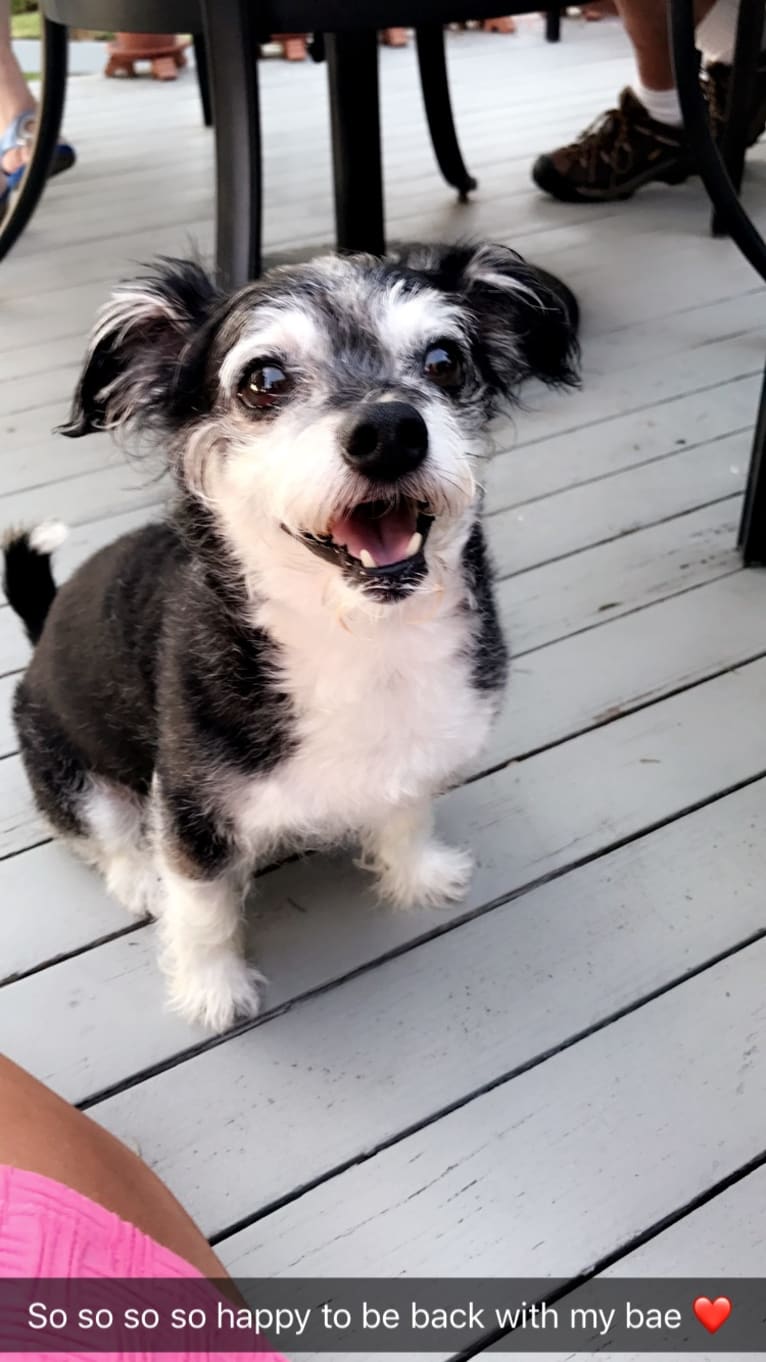 Max, a Bichon Frise and Chihuahua mix tested with EmbarkVet.com