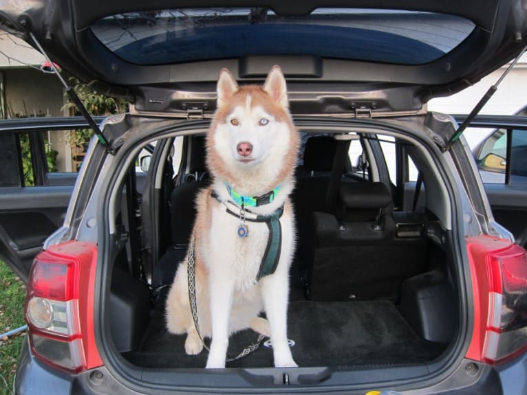 Leo, a Siberian Husky tested with EmbarkVet.com