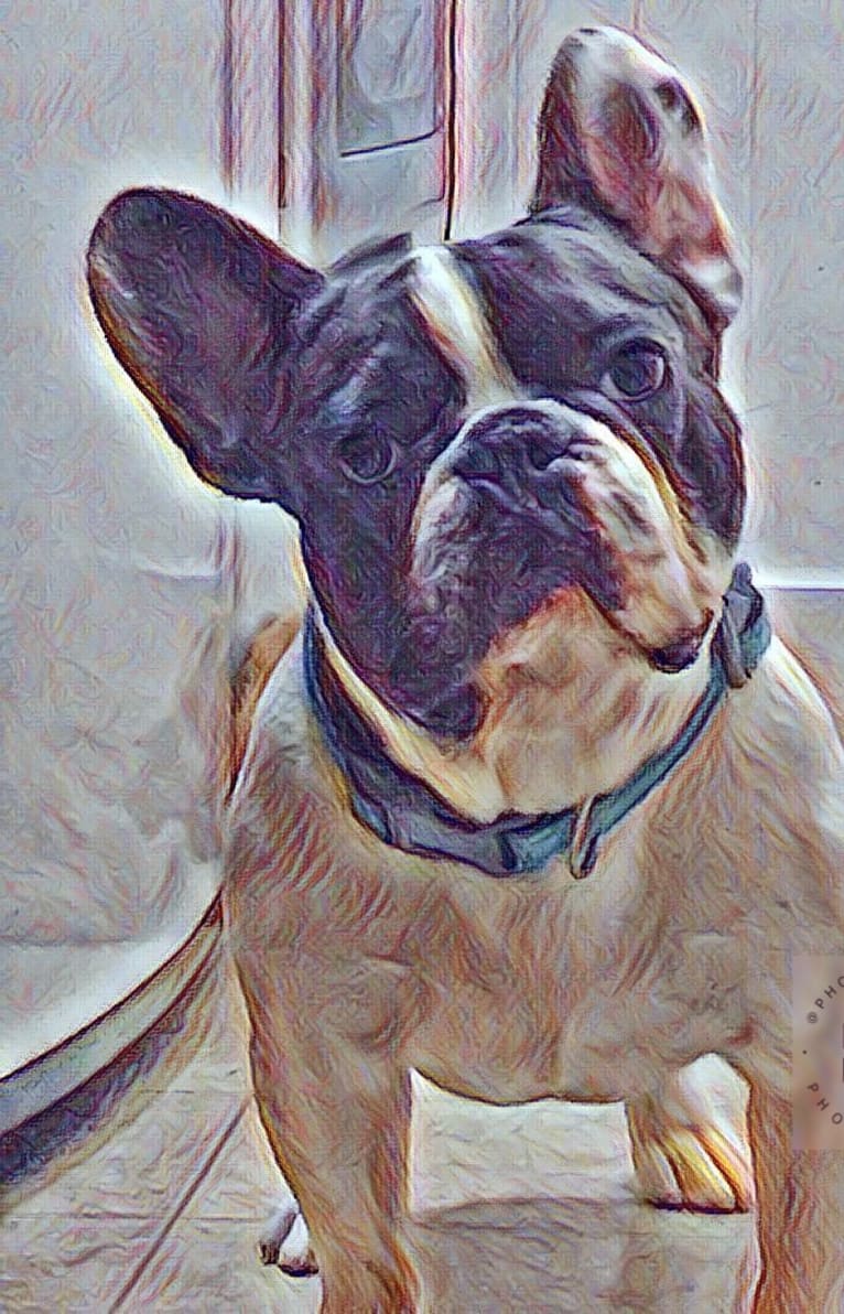 Mordecai Von Bruno, a French Bulldog tested with EmbarkVet.com