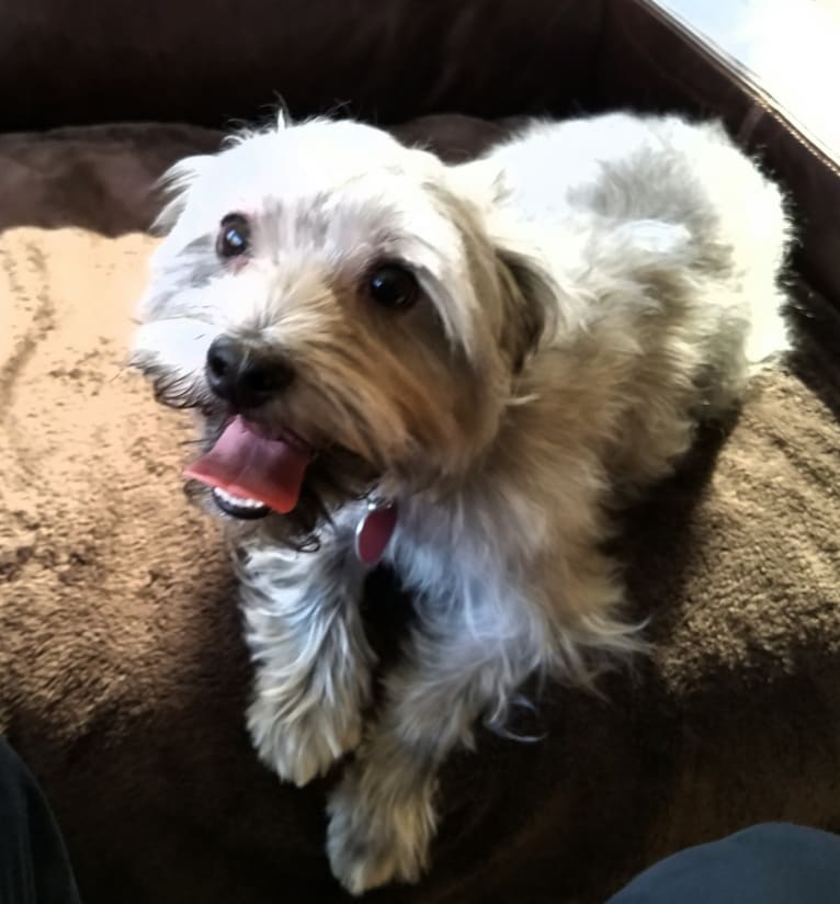 Cooper, a Yorkshire Terrier and Maltese mix tested with EmbarkVet.com