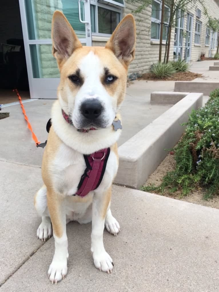 Masha, a Siberian Husky and Chinese Shar-Pei mix tested with EmbarkVet.com